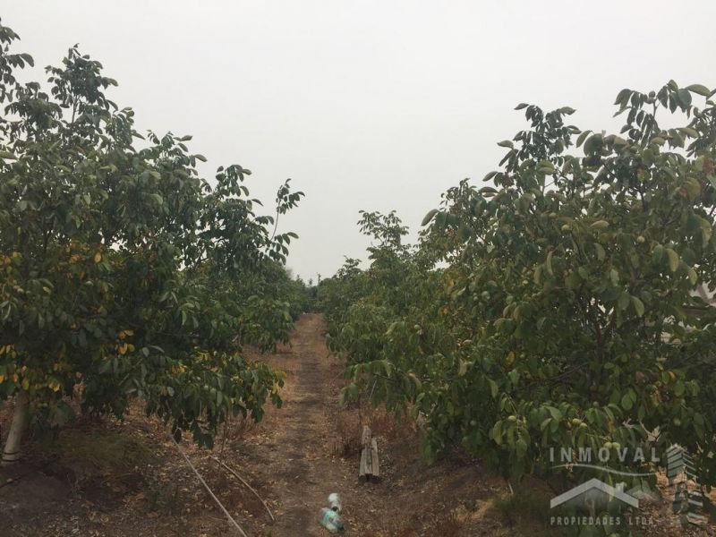 HERMOSA PARCELA EN QUILLOTA